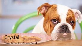  Presentation with eighteenth century british history or jane austen - Amazing slide set having temptation - sad looking british bulldog tempted backdrop and a coral colored foreground