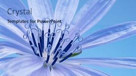  Presentation with blue flower - Theme having tender-chicory-flower-on-blue background and a light blue colored foreground