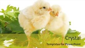  Presentation with green leaves - Cool new presentation with tender live little baby chicken backdrop and a yellow colored foreground