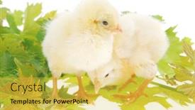  Presentation with live - Audience pleasing PPT theme consisting of tender live little baby chicken isolated on white background on green leaves backdrop and a yellow colored foreground