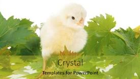  Presentation with live - Amazing PPT theme having tender live little baby chicken isolated on white background on green leaves backdrop and a yellow colored foreground