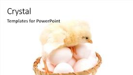  Presentation with live - Audience pleasing PPT layouts consisting of tender live little baby chicken on white eggs inside wicked basket isolated over white background backdrop and a white colored foreground