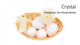  Presentation with live - Audience pleasing slide set consisting of tender live little baby chicken on white eggs inside wicked basket isolated over white background backdrop and a white colored foreground