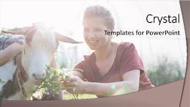  Presentation with goat farm - Amazing PPT theme having tending to her young goat backdrop and a white colored foreground