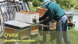 Presentation with frames of a bee hive - Slide set featuring tending to his bee hives background and a tawny brown colored foreground
