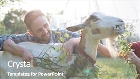  Presentation with goat farm - PPT layouts consisting of tending to his young goat background and a gray colored foreground