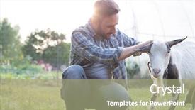  Presentation with goat farm - PPT theme with tending to his young goat background and a mint green colored foreground
