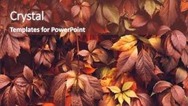  Presentation with orange plant - Slides having tendril - colorful autumn virginia creeper wild background and a tawny brown colored foreground