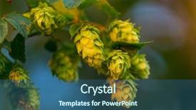  Presentation with hops - PPT layouts featuring tendril - detail of fresh hops cones background and a ocean colored foreground