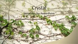  Presentation with ivy - Presentation theme enhanced with tendril - green ivy isolated on white background and a soft green colored foreground