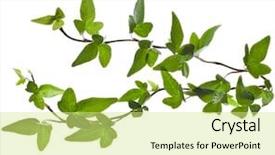  Presentation with ivy - Theme featuring tendril - green ivy plant close up background and a soft green colored foreground
