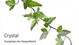  Presentation with green ivy plant hedera helix - PPT theme enhanced with tendril - green ivy plant close up background and a white colored foreground