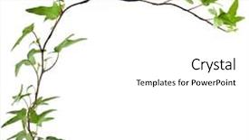  Presentation with green ivy plant hedera helix - Slides having tendril - green ivy plant close up background and a  colored foreground