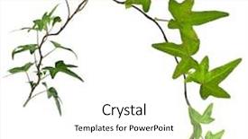  Presentation with white green - Slide set featuring tendril - green ivy plant close up background and a white colored foreground