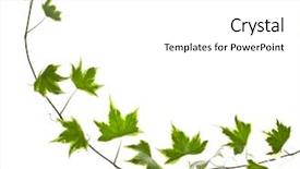  Presentation with hedera helix - Slide deck with tendril - green ivy plant hedera helix background and a white colored foreground