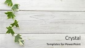  Presentation with hedera helix - Audience pleasing PPT theme consisting of tendril - green ivy plant hedera helix backdrop and a light gray colored foreground