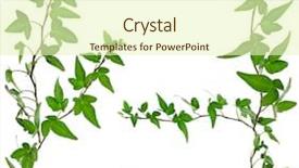  Presentation with ivy - Audience pleasing slides consisting of tendril - green ivy plant set close backdrop and a soft green colored foreground