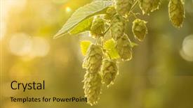 Presentation with hops - Slide set with tendril - macro photo of green hops background and a gold colored foreground