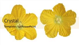  Presentation with wax - Audience pleasing PPT layouts consisting of tendril - set of two wax gourd backdrop and a yellow colored foreground