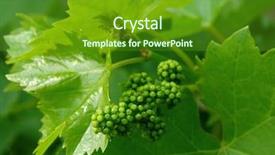  Presentation with grape vine - Theme having tendril - shallow dof vine sprout background and a tawny brown colored foreground