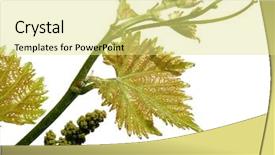  Presentation with grape vine - Presentation design having tendril - vine sprout with young grape background and a  colored foreground