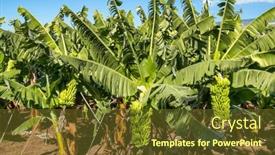  Presentation with banana stem tree and leaf - Slide set enhanced with tenerife-banana-plantations-in-tenerife background and a tawny brown colored foreground