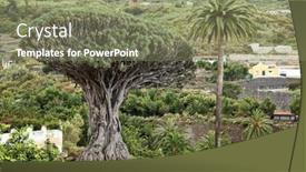  Presentation with tree - Slides having tenerife-famous-dragon-tree-dracaena background and a seafoam green colored foreground