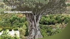  Presentation with tree - Audience pleasing theme consisting of tenerife-famous-dragon-tree-dracaena backdrop and a gray colored foreground