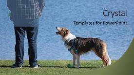  Presentation with australian - Beautiful slide deck featuring tennis ball to be thrown backdrop and a teal colored foreground