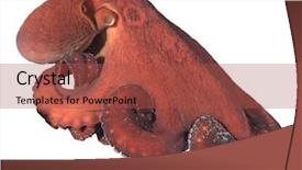  Presentation with octopus - Amazing PPT theme having tentacle - big red reef octopus isolated backdrop and a red colored foreground
