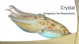  Presentation with fresh water splash green apple isolated white - Colorful slide deck enhanced with tentacle - cuttlefish isolated on white background backdrop and a white colored foreground