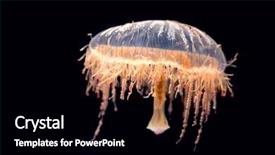  Presentation with jelly - Colorful slide set enhanced with tentacle - japanese flower hat jelly olindias backdrop and a black colored foreground