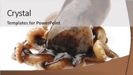  Presentation with octopus - Presentation design enhanced with tentacle - small octopus isolated on white background and a light gray colored foreground