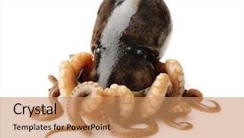  Presentation with octopus - PPT layouts enhanced with tentacle - small octopus isolated on white background and a coral colored foreground