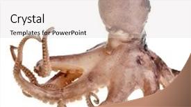  Presentation with octopus - Amazing presentation having tentacle - small octopus isolated on white backdrop and a light gray colored foreground