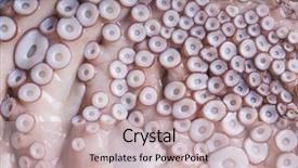  Presentation with octopus - Cool new presentation theme with tentacles of octopus close-up backdrop and a soft green colored foreground