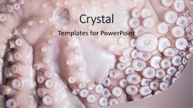  Presentation with octopus plastic - Amazing PPT theme having tentacles of octopus close-up backdrop and a lemonade colored foreground