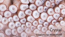  Presentation with octopus plastic - PPT layouts featuring tentacles of octopus close-up background and a soft green colored foreground