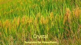  Presentation with dragon - Colorful slides enhanced with longsheng rice terraces dragon's backdrop and a tawny brown colored foreground