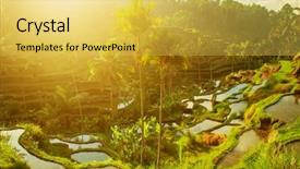  Presentation with rice paddy - Audience pleasing PPT theme consisting of terrace paddy rice fields backdrop and a yellow colored foreground