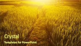  Presentation with rice fields - Slide set featuring terrace paddy rice fields background and a tawny brown colored foreground