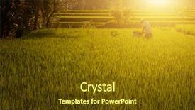  Presentation with rice fields - Presentation design consisting of terrace paddy rice fields background and a tawny brown colored foreground