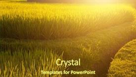  Presentation with rice fields - Theme having terrace paddy rice fields background and a tawny brown colored foreground