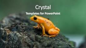  Presentation with golden chain of change - Presentation theme enhanced with terrestrial - golden mantella mantella aurantiaca wild background and a  colored foreground