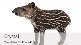  Presentation with old days - Beautiful presentation design featuring terrestrial - side view of a young backdrop and a light gray colored foreground