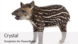  Presentation with old days - Slide set with terrestrial - side view of a young background and a  colored foreground