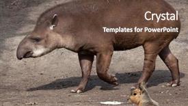  Presentation with american - PPT theme enhanced with terrestrial - south american tapir tapirus terrestris background and a tawny brown colored foreground