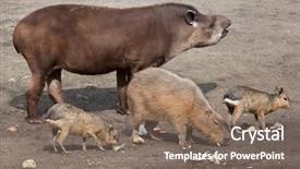  Presentation with animal - PPT layouts featuring terrestrial - south american tapir tapirus terrestris background and a violet colored foreground