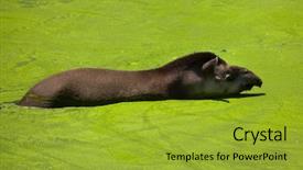  Presentation with main air routes in south america - Presentation theme featuring terrestrial - south american tapir tapirus terrestris background and a gold colored foreground