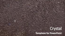  Presentation with main air routes in south america - Presentation design having terrestrial - south american tapir tapirus terrestris background and a  colored foreground